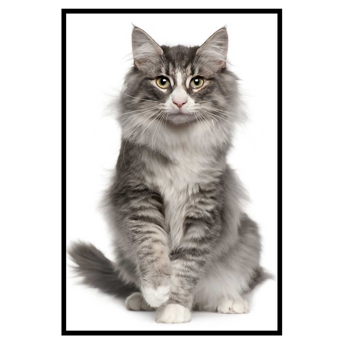 Affiche encadrée chat élégant au pelage majestueux affiche + cadre en métal - noir, HEXOA