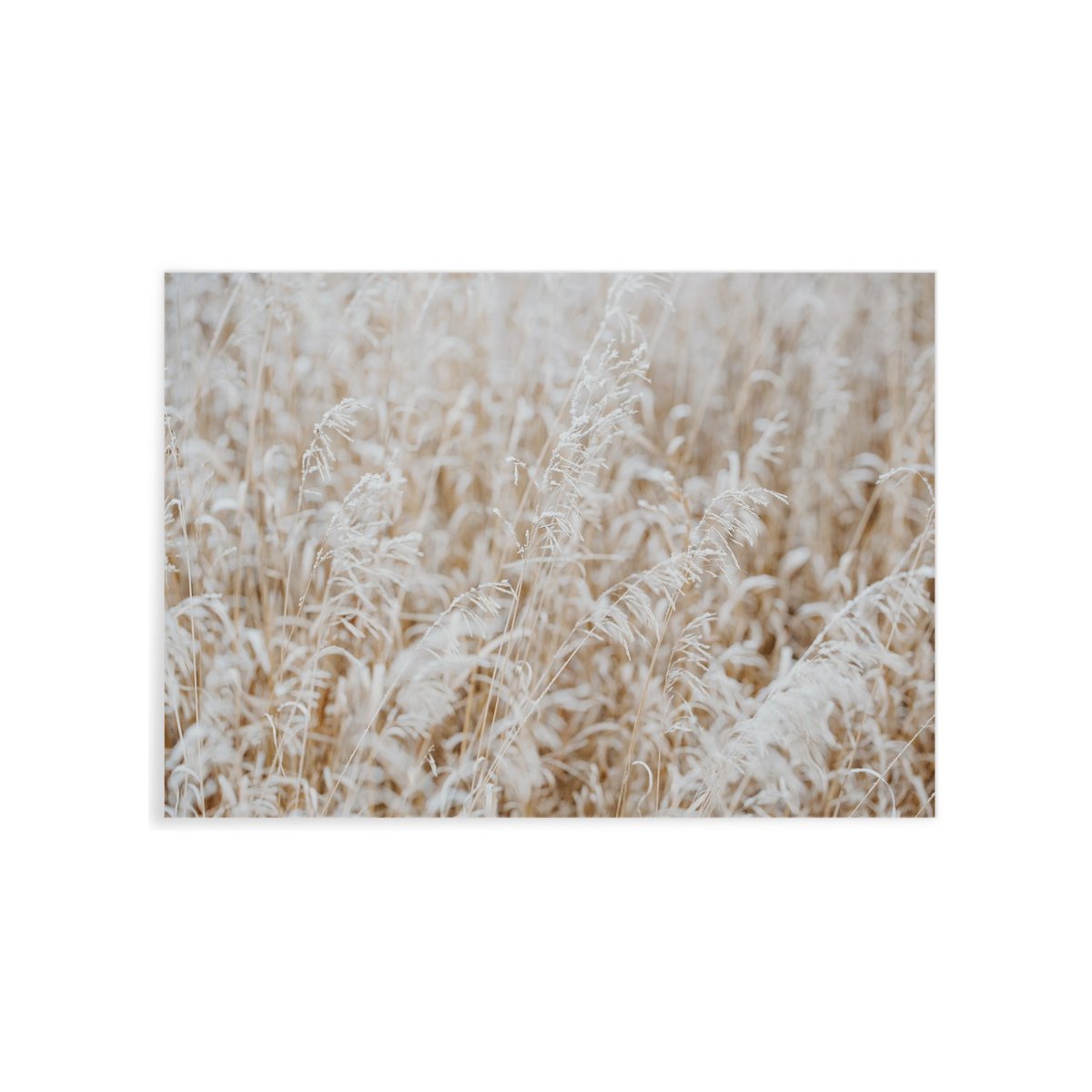 Poster Nature Winter 4 blanc, L'AFFICHERIE