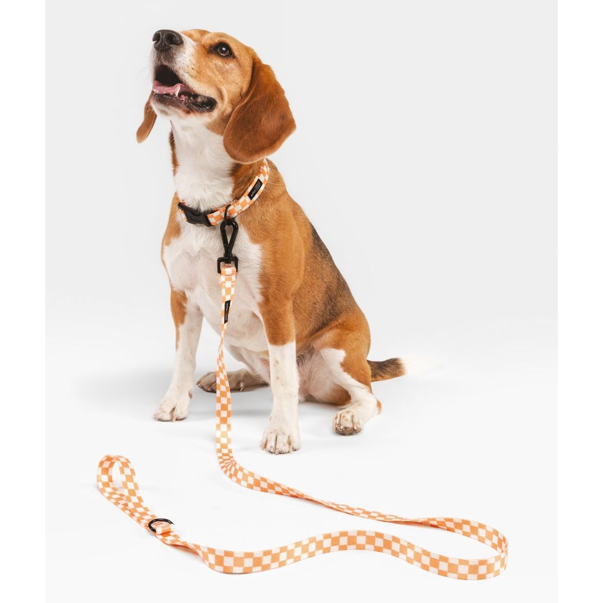 Collier pour chien en PET recyclé, JUNO orange, CAFIDE