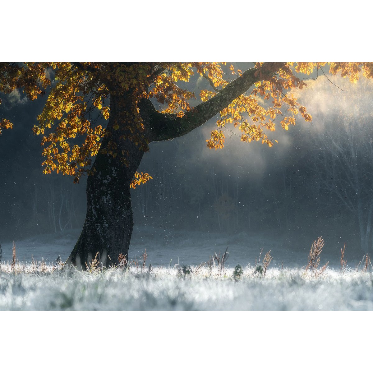 Tableau paysage Souffle d'hiver tableau alu dibond, HEXOA