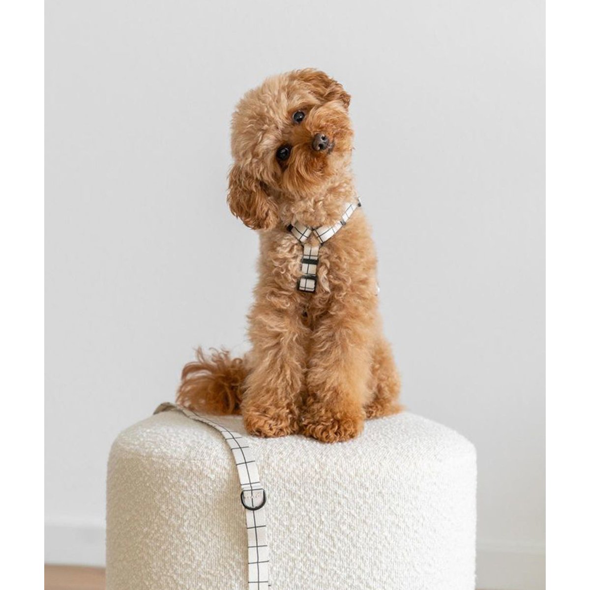 Harnais pour chien en PET recyclé, JUNO blanc, CAFIDE