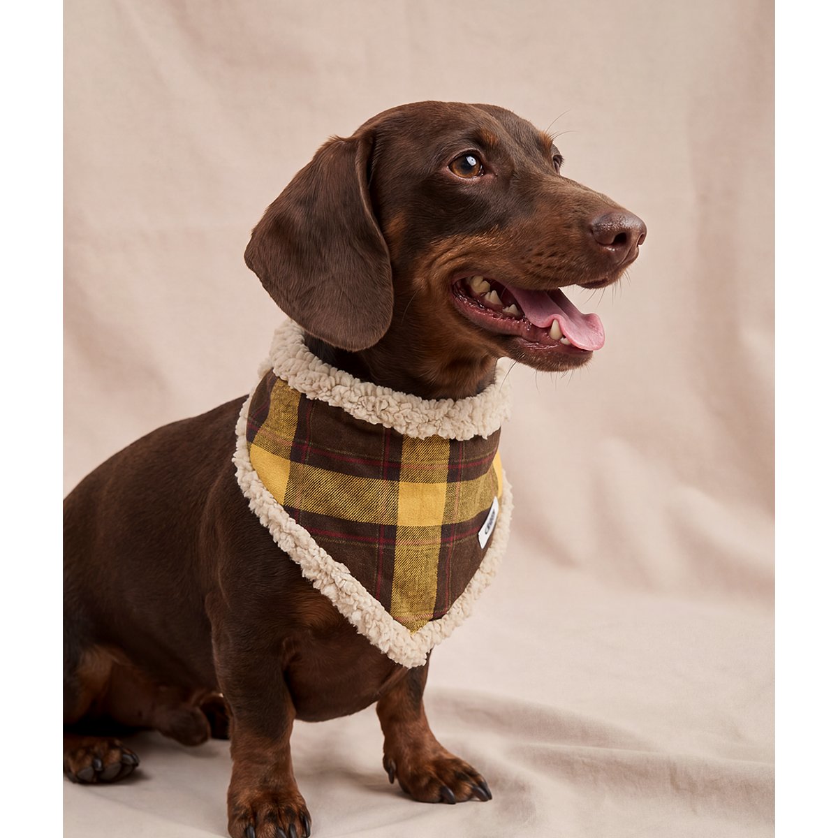 Bandana tartan moutarde pour chien, Nata jaune, CAFIDE