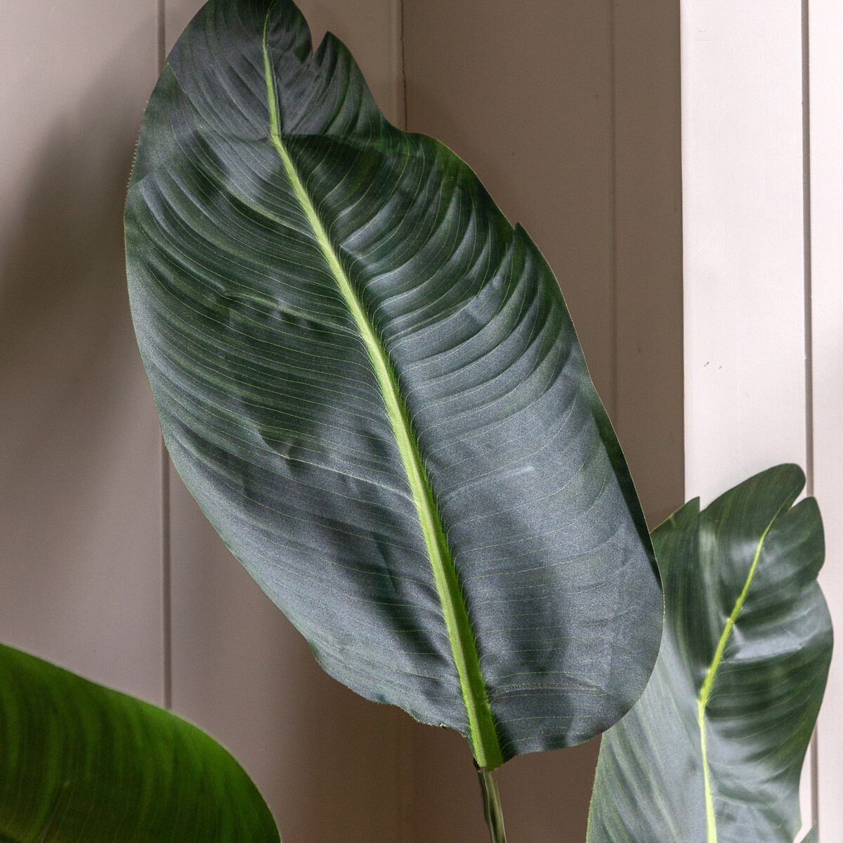 5ft Potted Travellers Palm Tree green, ÉDITÉ