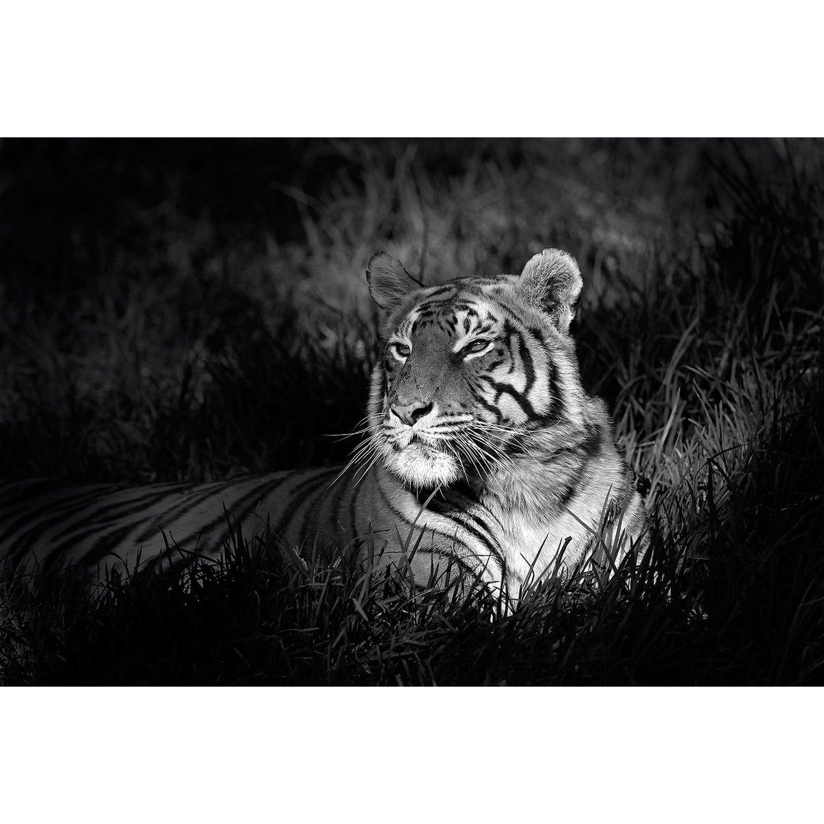 Tableau tigre tableau alu dibond, HEXOA