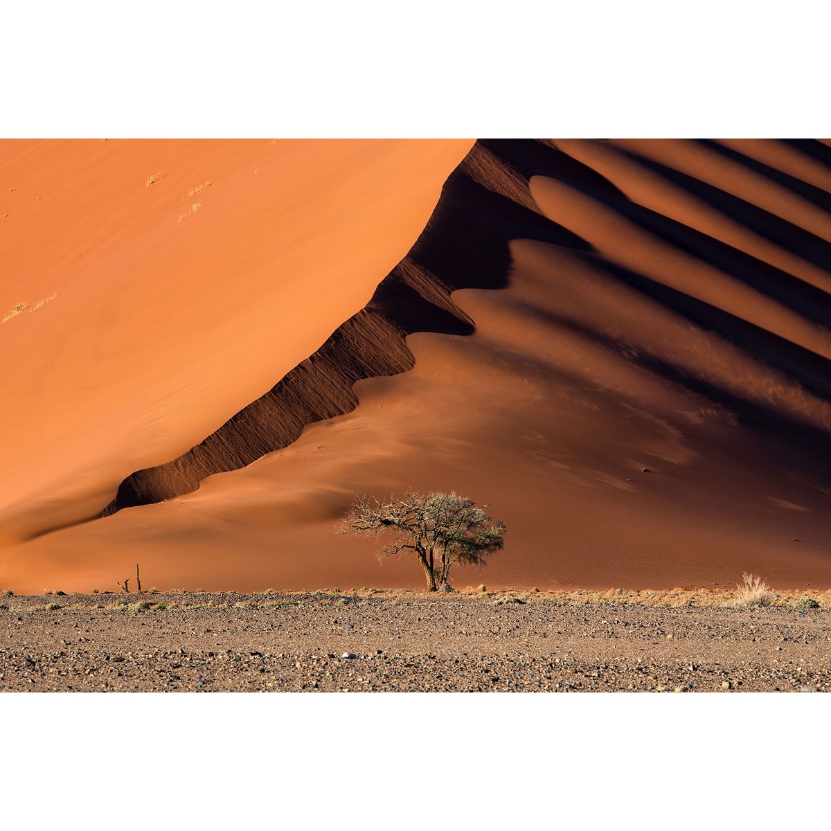Tableau L'arbre sur la dune, Namibie tableau alu dibond, HEXOA