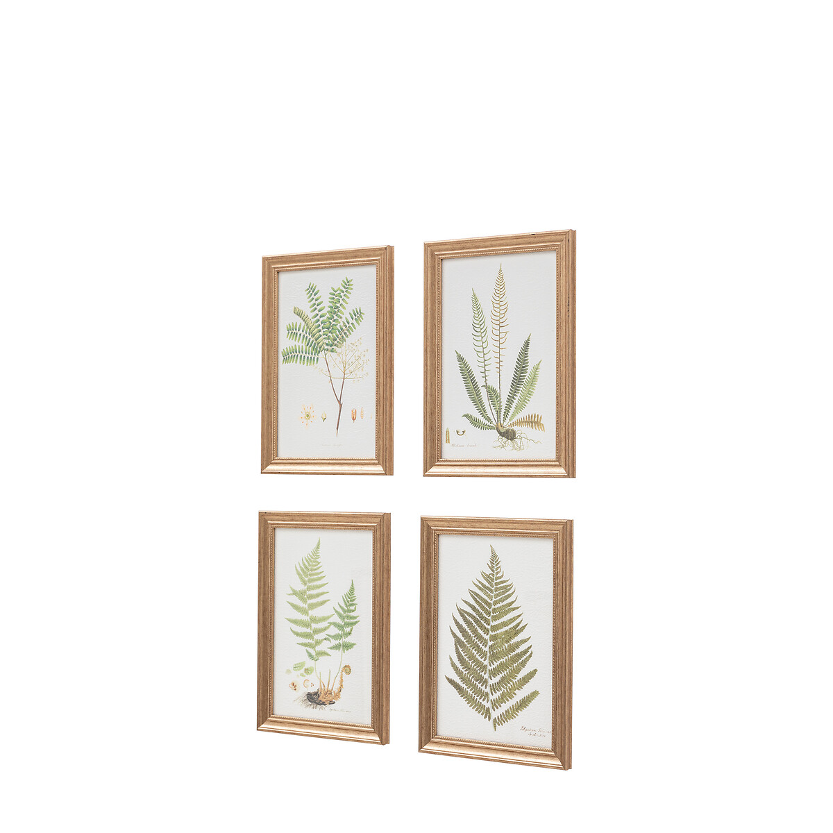 Set of 4 Assorted Ferns Framed Art green, ÉDITÉ