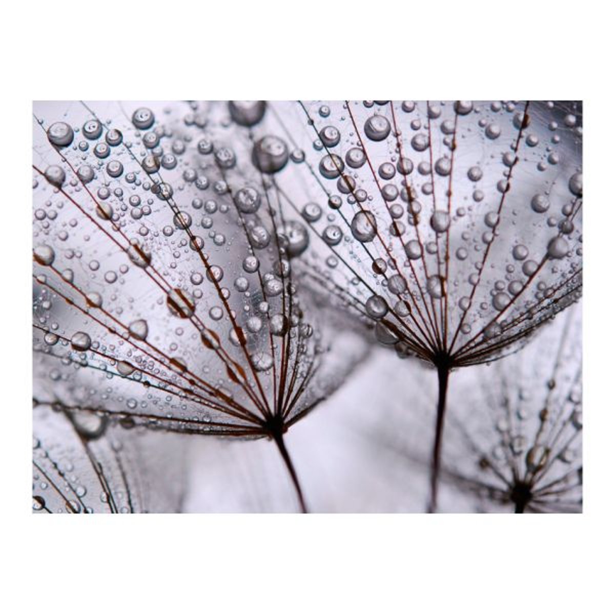 Papier peint intissé panoramique Fleurs Pissenlit et rosée du matin gris / argent, EDEN