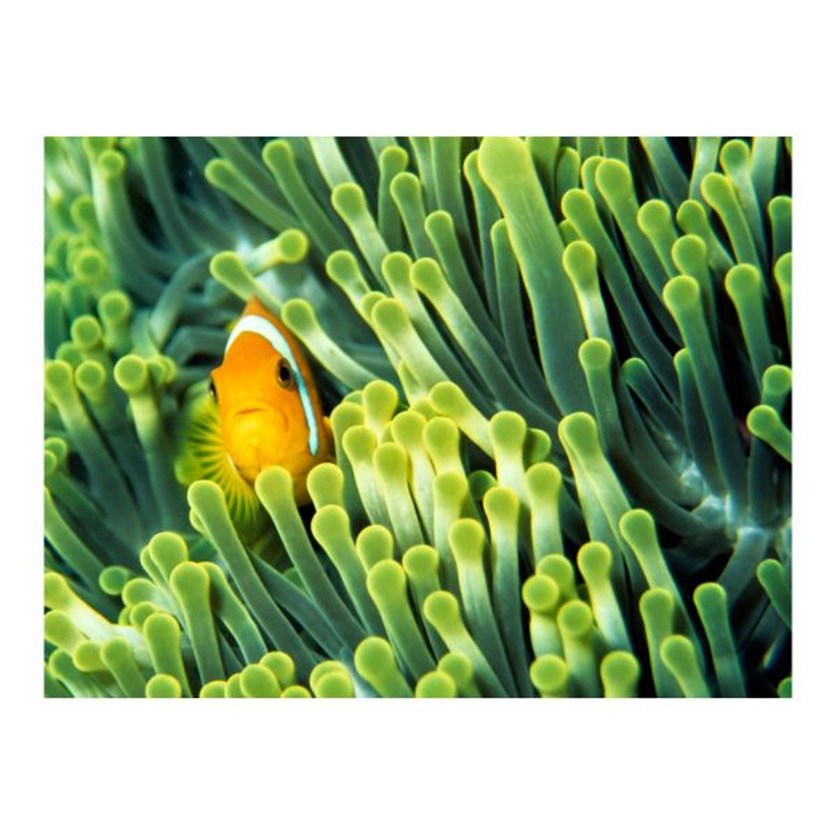 Papier peint intissé panoramique Animaux Anemonefish orange / cuivré, EDEN