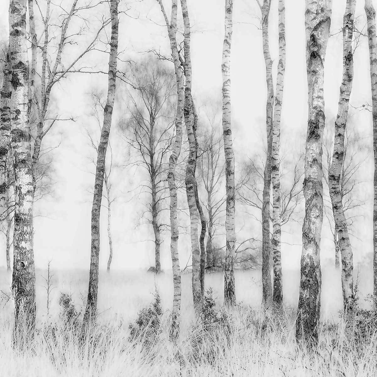Tableau bouleaux en monochrome tableau alu dibond, HEXOA