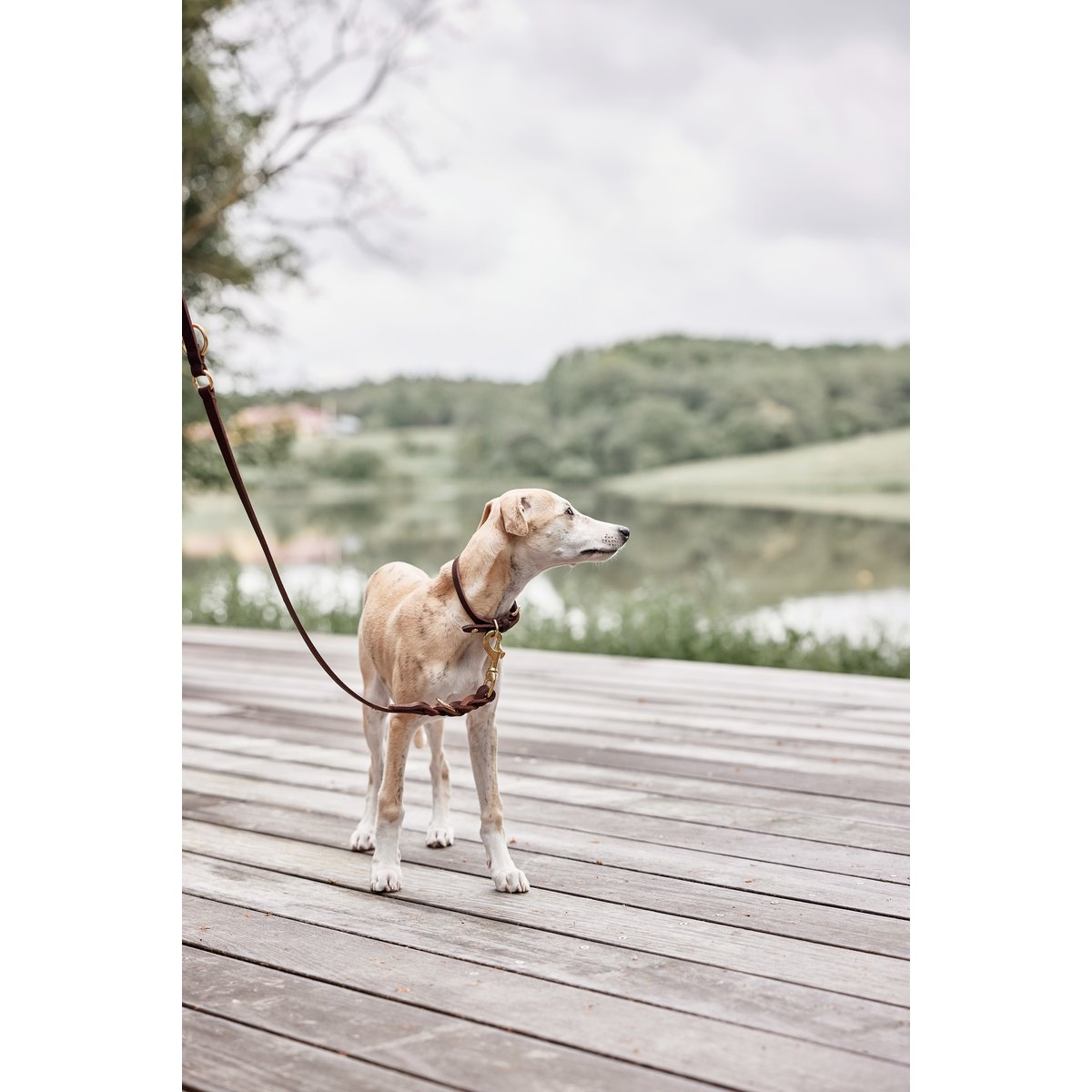 Collier en cuir pour chien LIVING marron foncé, OYOY LIVING DESIGN