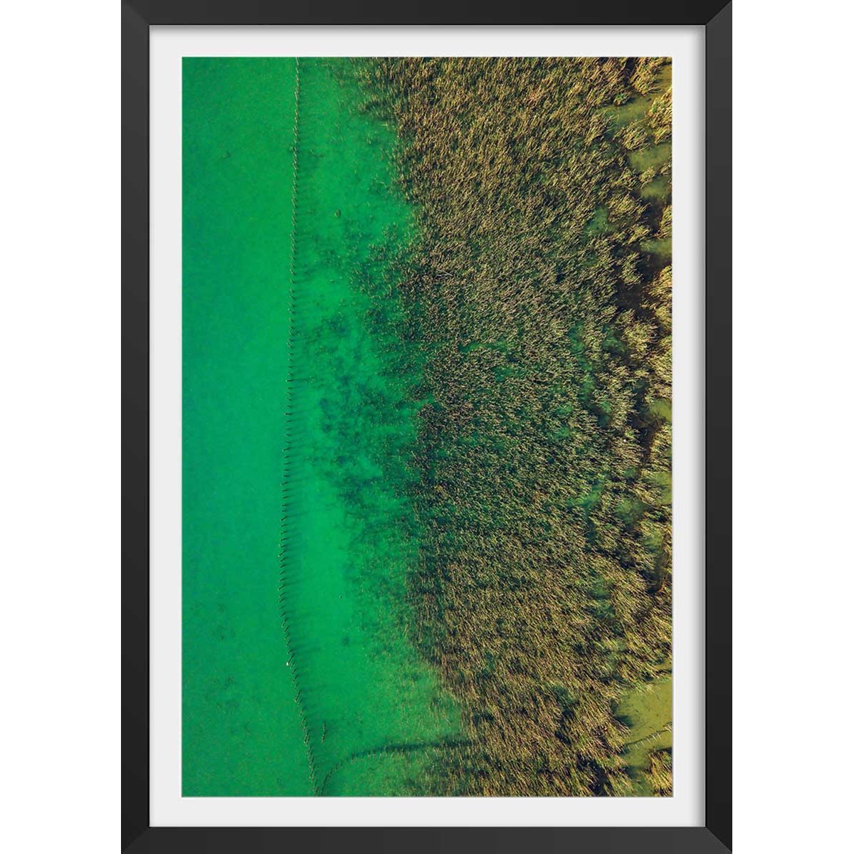 Affiche végétaux et flore aquatique affiche + cadre en bois - noir, HEXOA