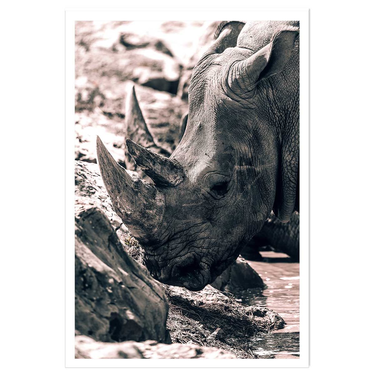 Affiche rhinoceros affiche seule, HEXOA