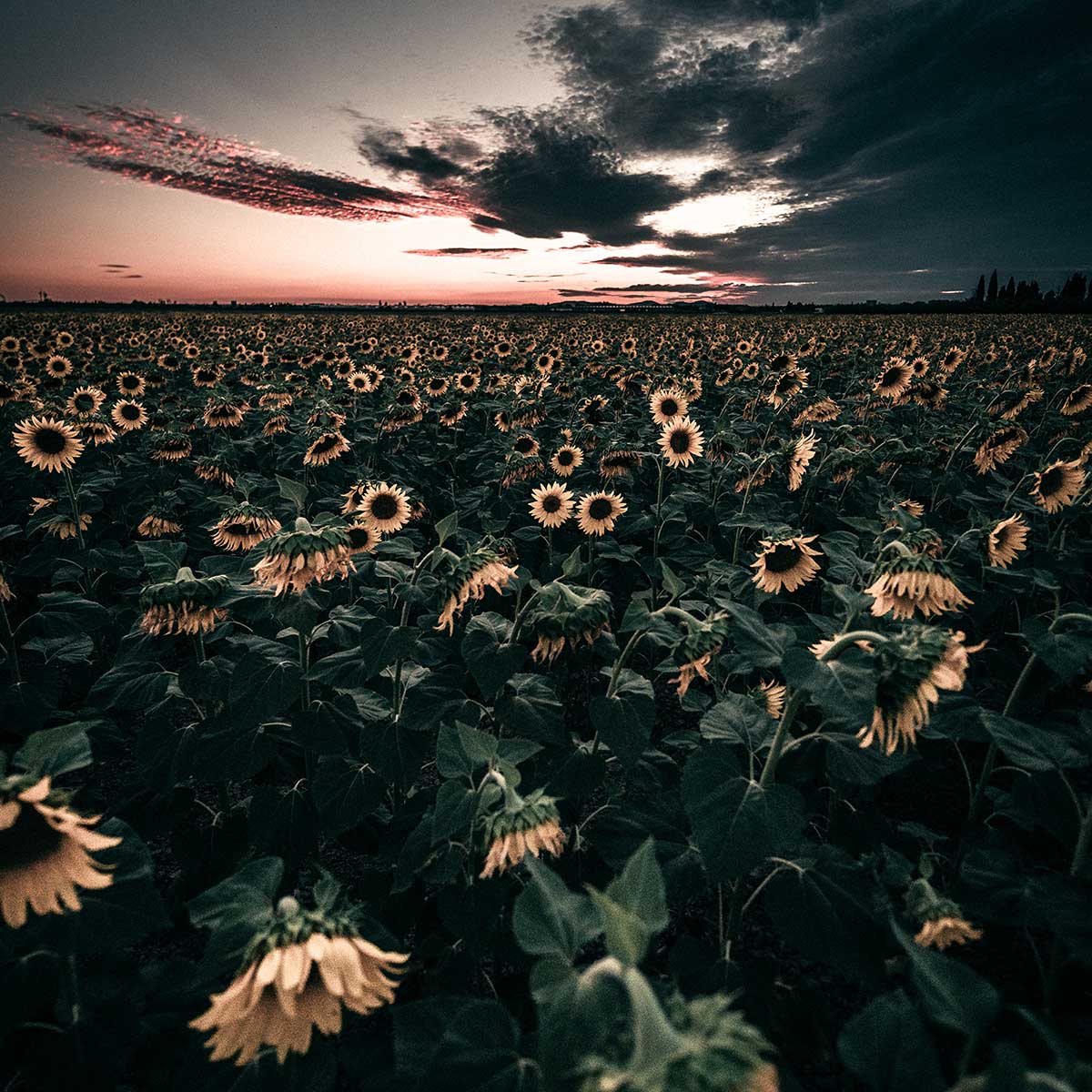 Affiche fleurs wake up sunflowers! affiche + cadre en bois - noir, HEXOA