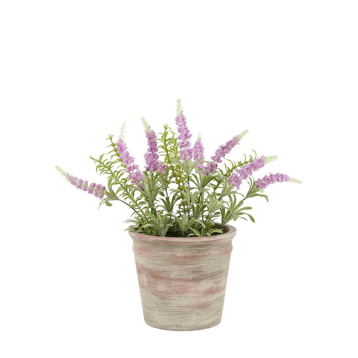 30cm Potted Rustic Lilac Lavendar in Terracotta Pot purple, ÉDITÉ