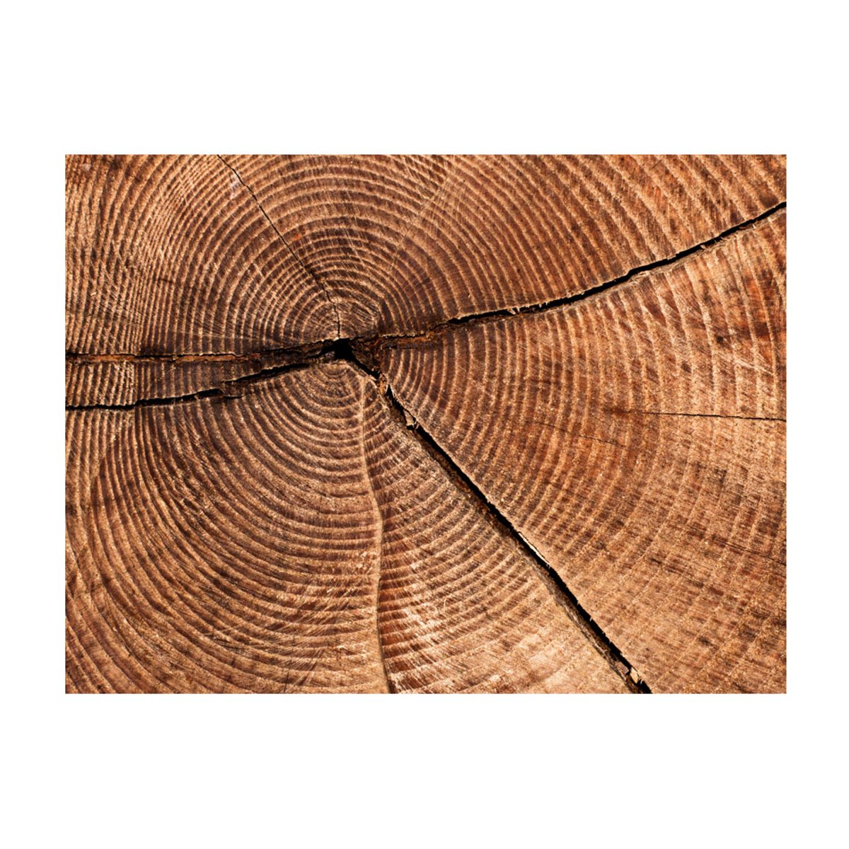 Papier peint intissé panoramique Coupe d'un tronc d'arbre multicouleur, EDEN