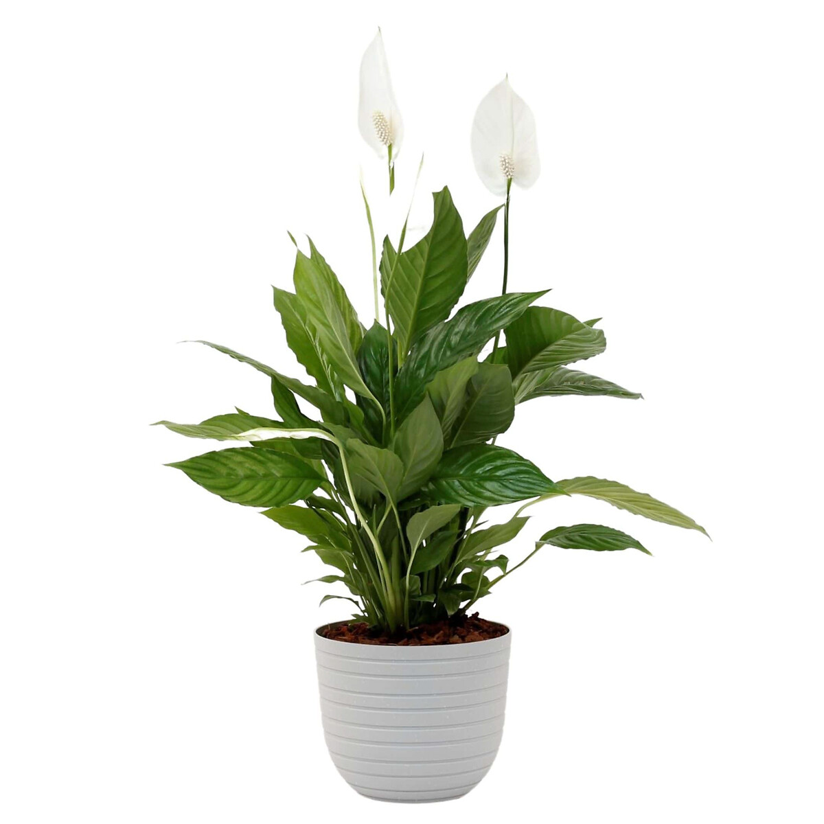 Planta Spathiphyllum vivaldi + vaso havana horizon, da BIOMA calcário, BIOMA PLANTS