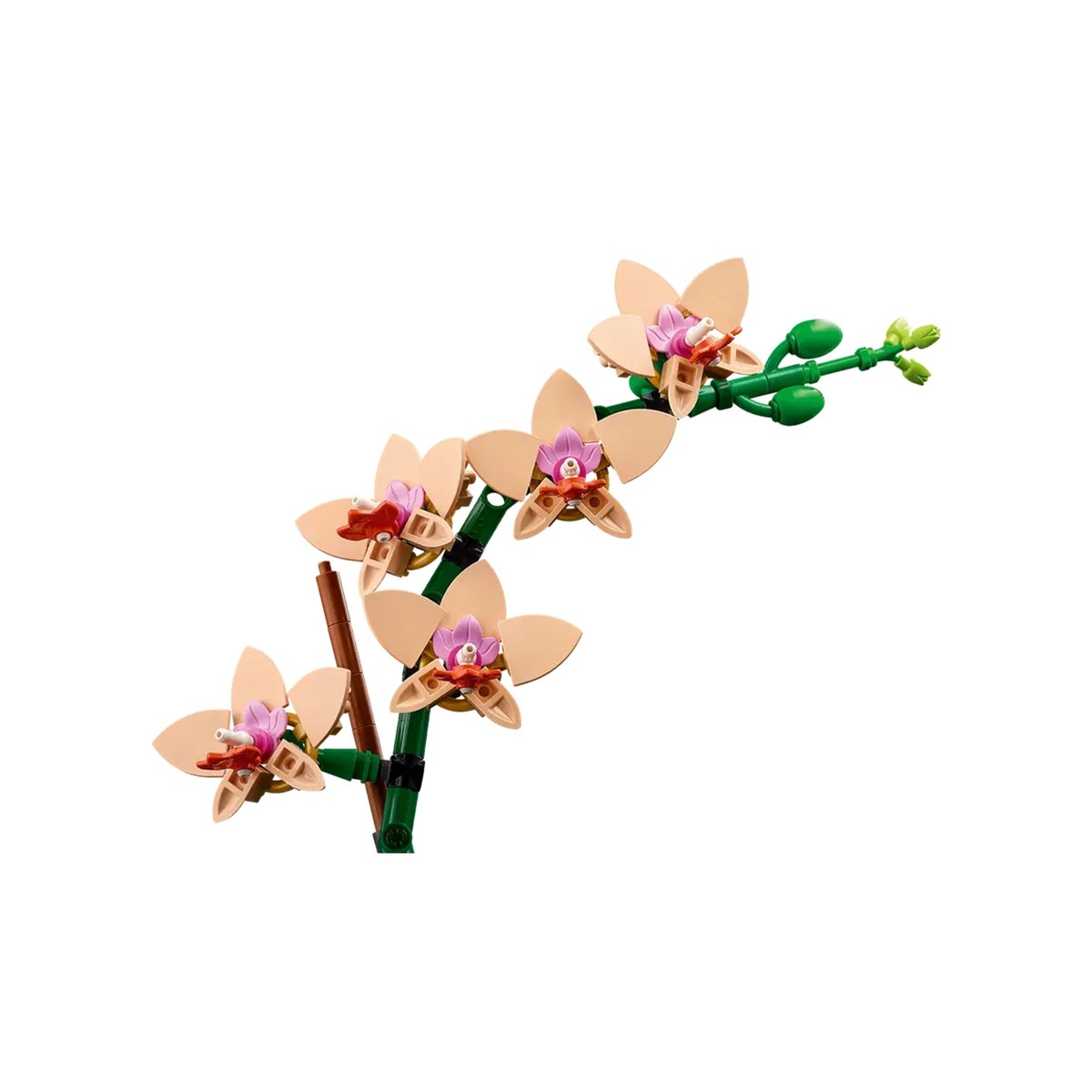 LEGO Botanicals - L'orchidée miniature - 10343 pour adultes multicolore, LEGO