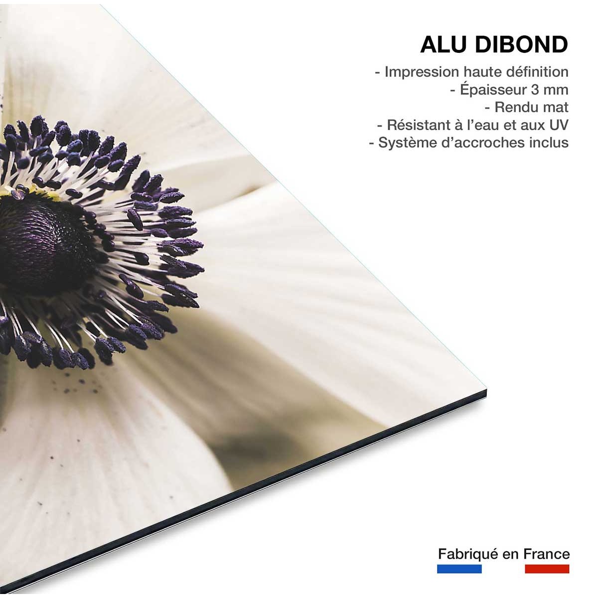 Tableau plantes fleur blanche au coeur violet tableau alu dibond, HEXOA