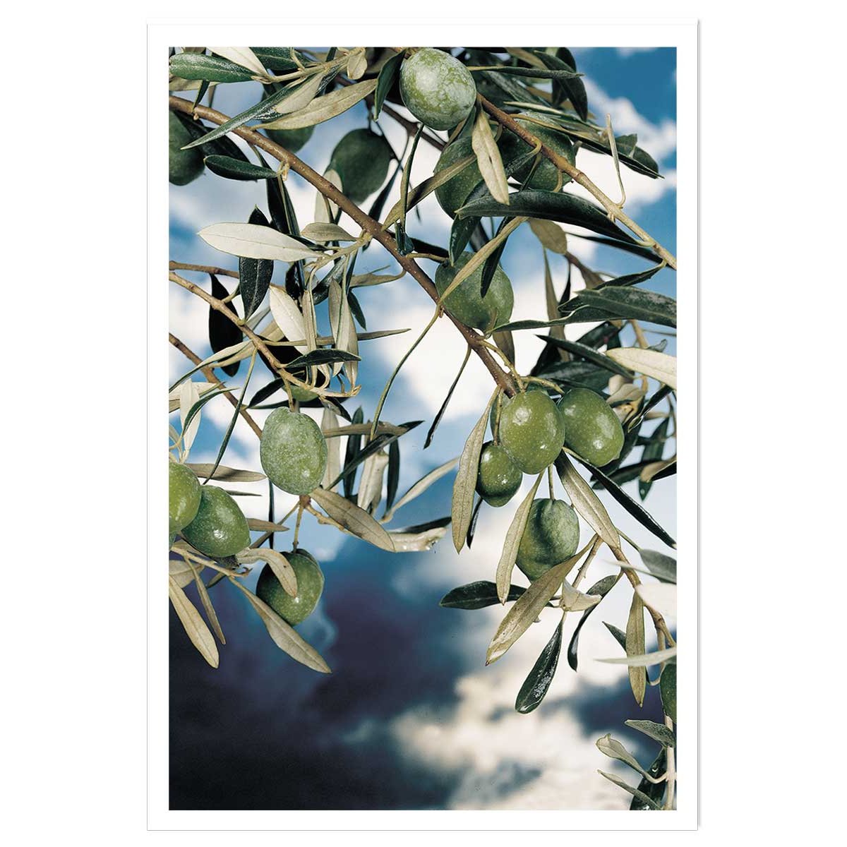 Poster kalamata, olivier grec affiche seule, HEXOA