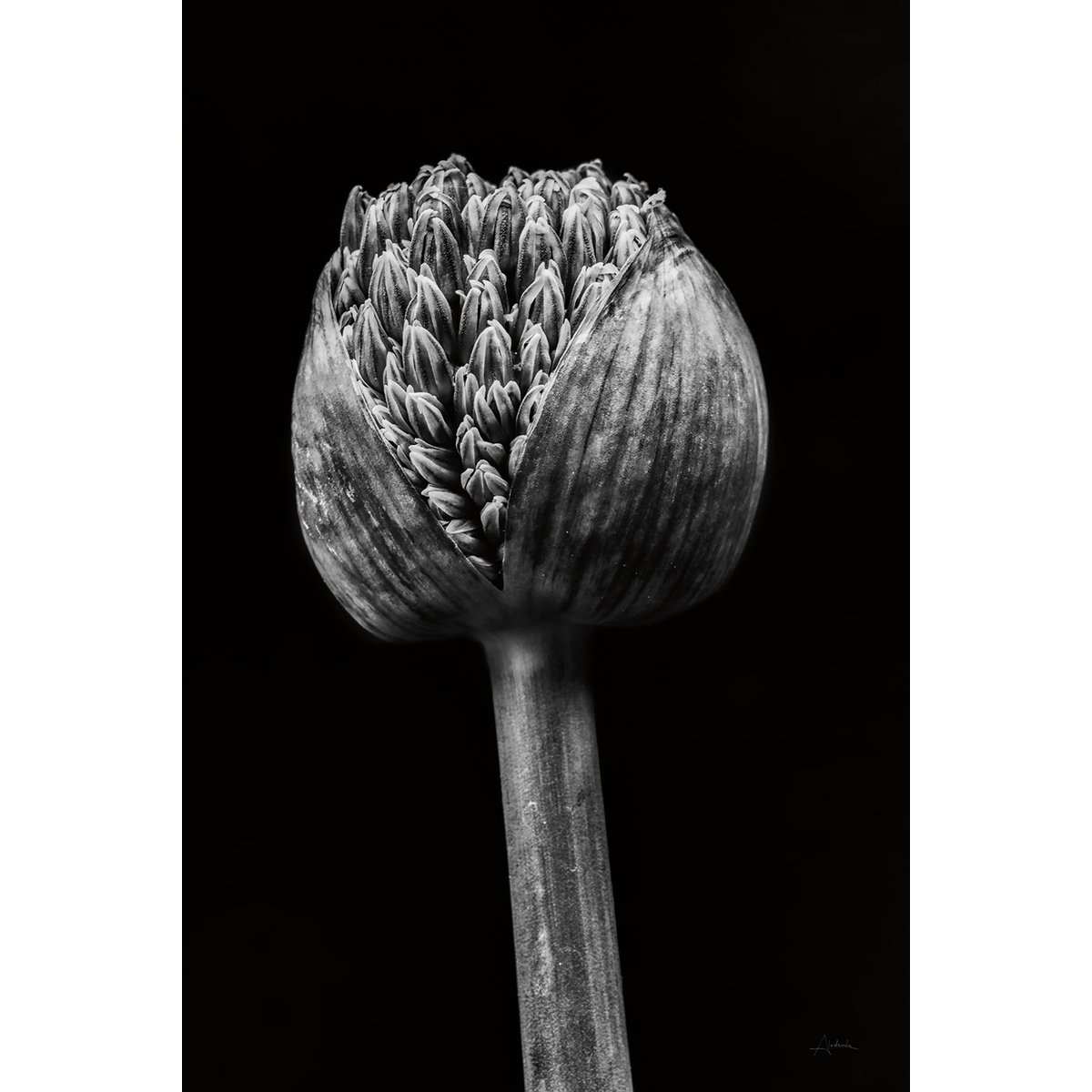 Cadre deco fleurs Spring Palm tableau alu dibond, HEXOA