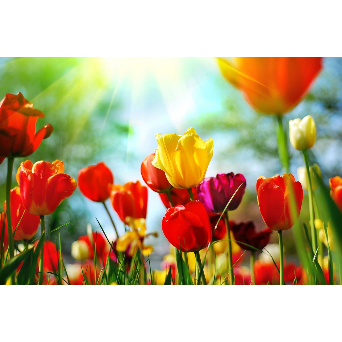 Tableau nature tulipes tableau alu dibond, HEXOA