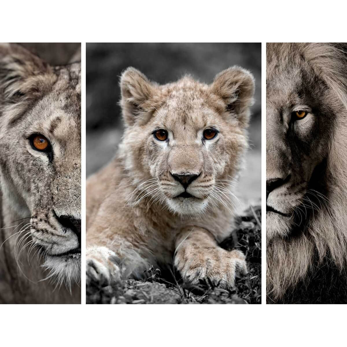 Triptyque Sur Toile Famille De Lions 125x97 Cm ANIMAUX tableaux sur toile-marron, CEANOTHE