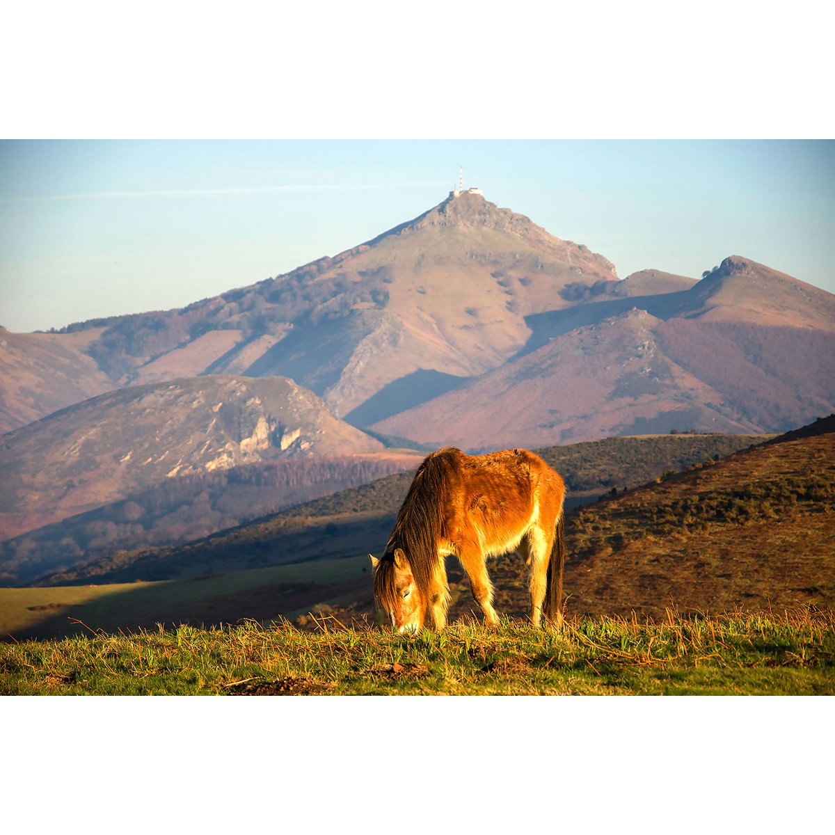 Tableau chevaux pottok tableau alu dibond, HEXOA