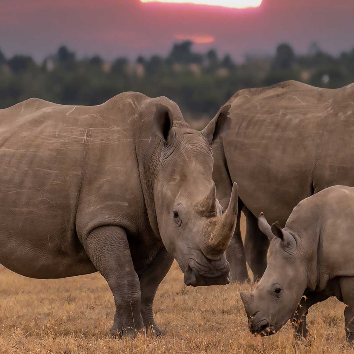 Tableau rhinocéros en famille au coucher du soleil toile imprimée, HEXOA