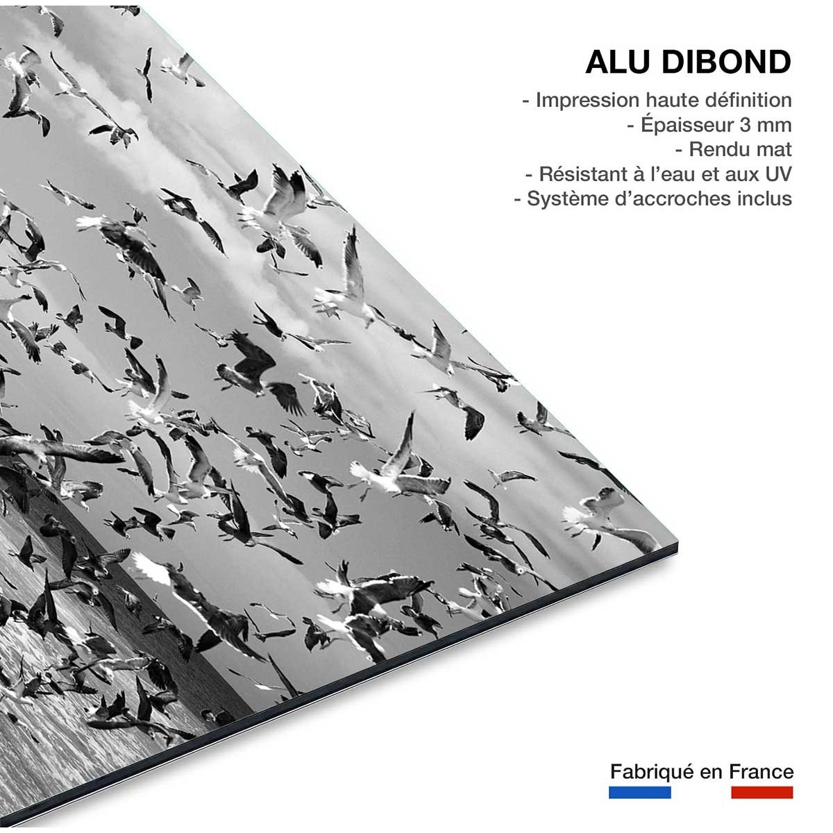 Tableau festin de mouettes tableau alu dibond, HEXOA