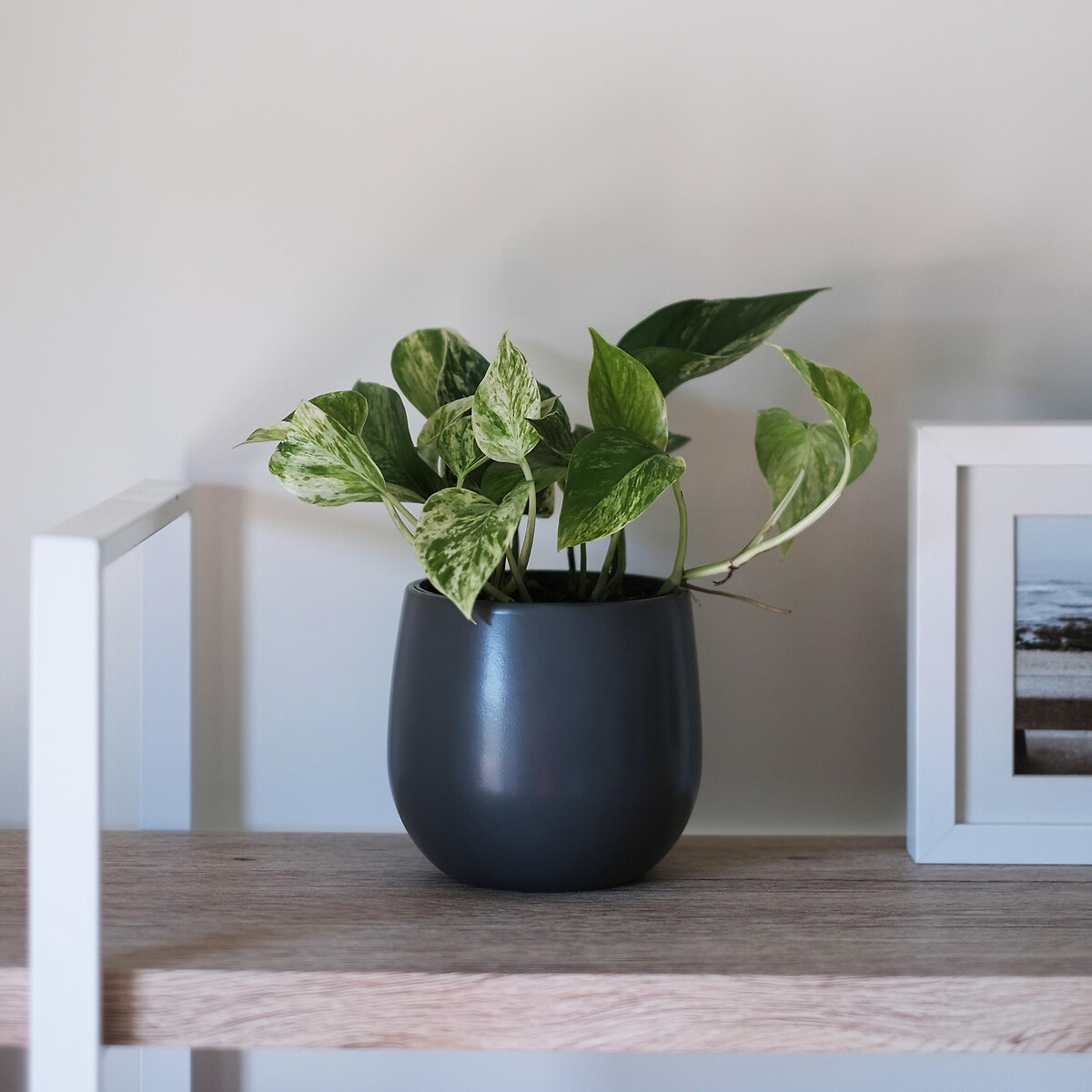 Planta Scindapsus marble queen, BIOMA verde, BIOMA PLANTS