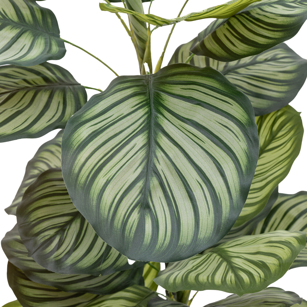 4ft Potted Calathea Leaf Tree green, ÉDITÉ