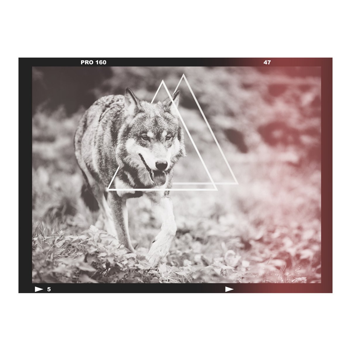 Papier peint intissé panoramique Animaux loup - photographie noir, EDEN