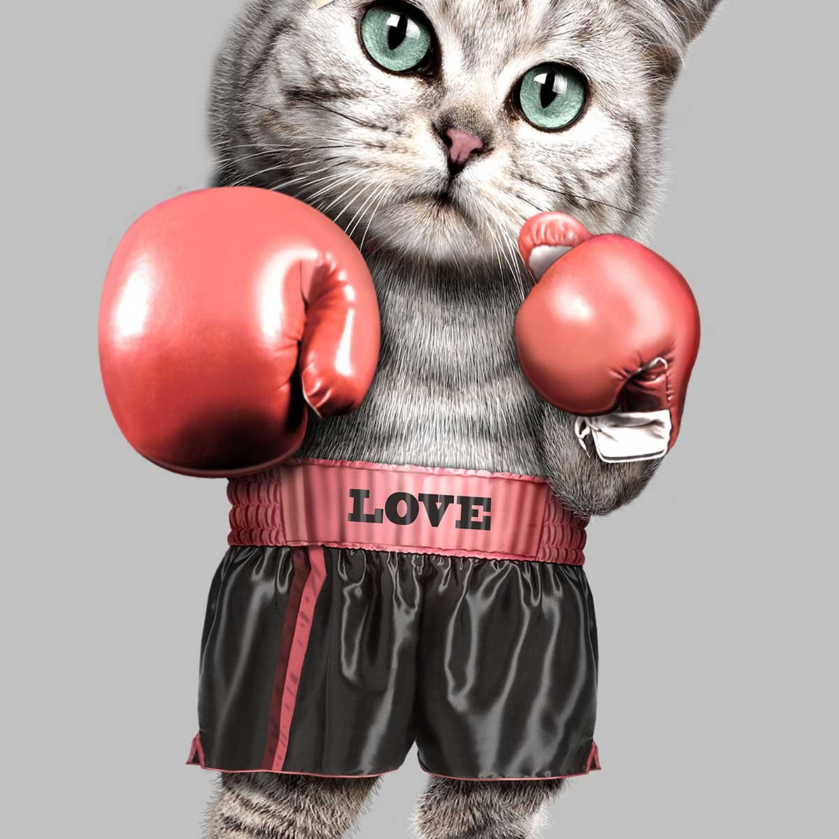 Affiche enfant chat boxeur affiche seule, HEXOA