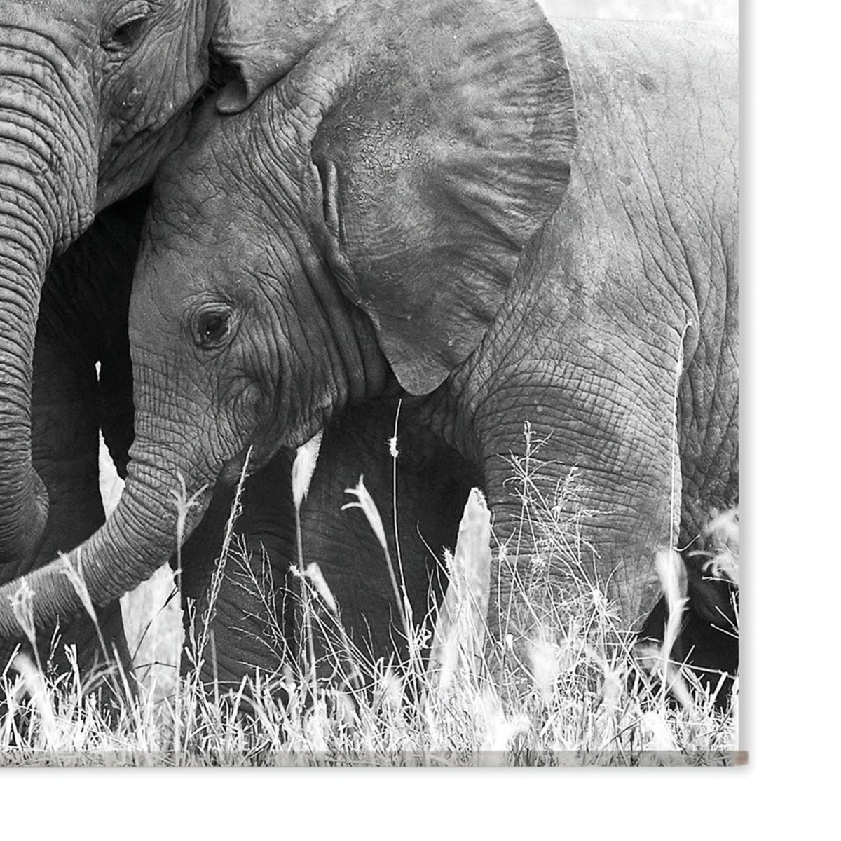 Toile murale ELEPHANT noir, HOME MAISON