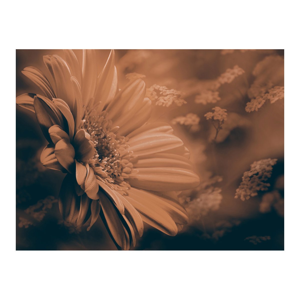 Papier peint intissé panoramique Fleurs Gerbera in bronze noir, EDEN