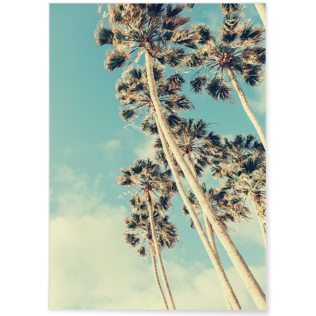 Poster Palm Trees 7 blanc, L'AFFICHERIE