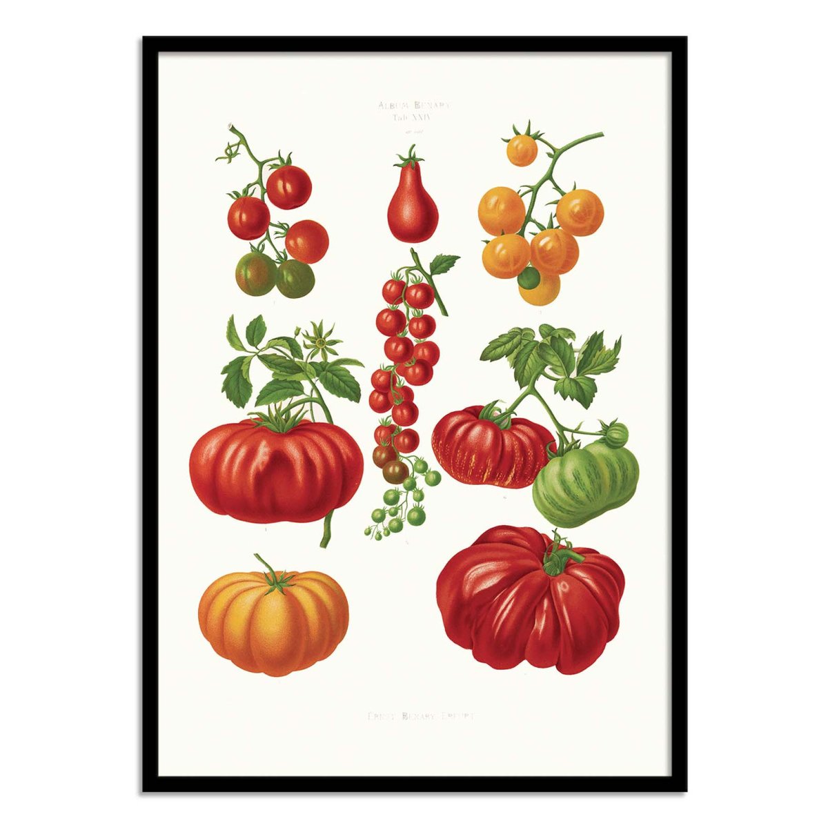 Affiche d'art - Tomatoes (1876) By Ernst Benary couleur unique, WALL EDITIONS