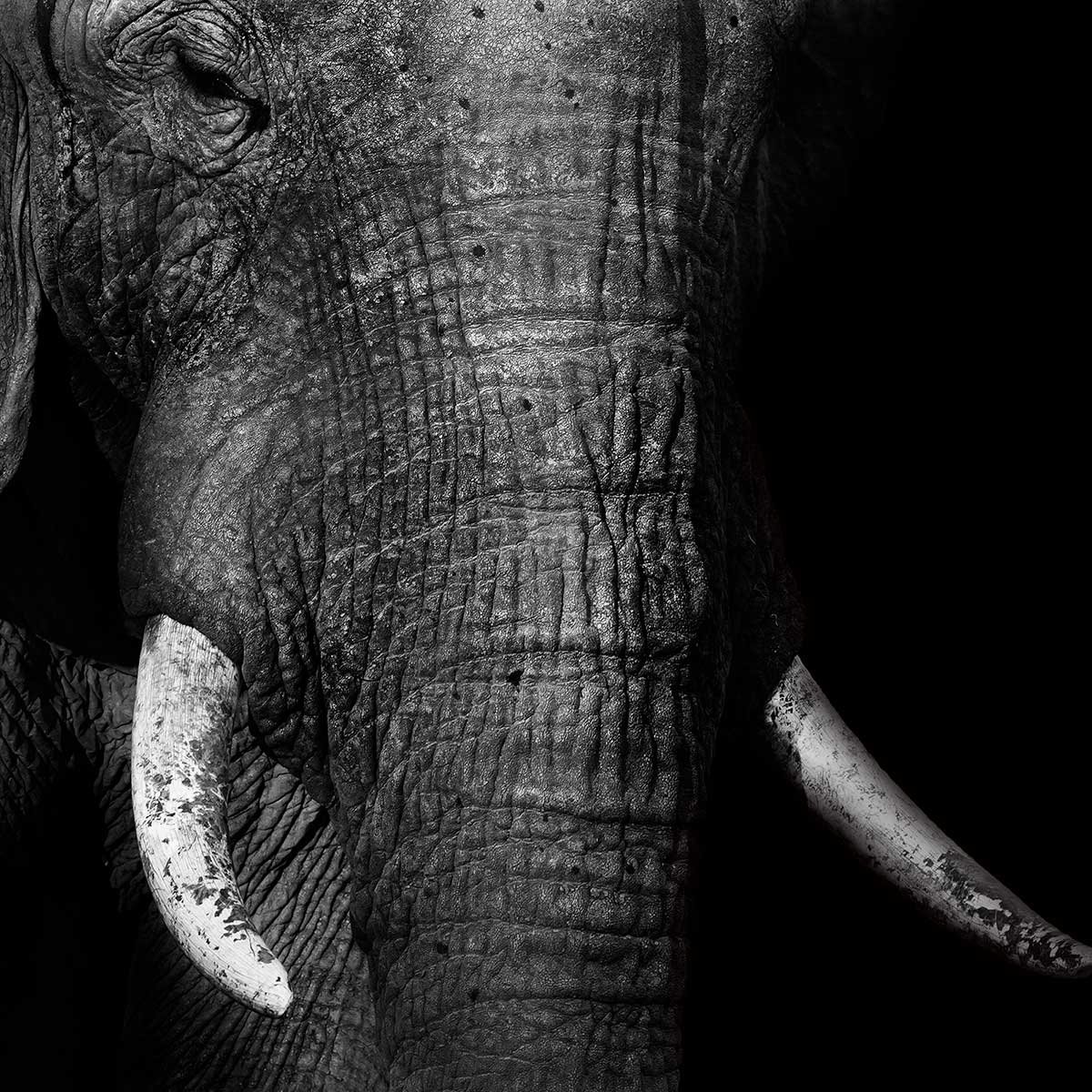 Tableau animaux elephant loxodonta africana tableau alu dibond, HEXOA