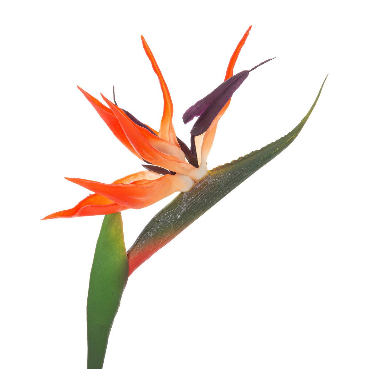 Tige d'oiseau du paradis artificielle multicolore, ATMOSPHERA