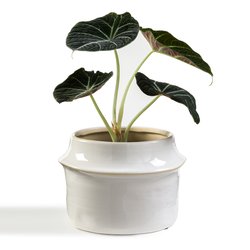 Filipio 17cm Diameter Ceramic Flower Pot LA REDOUTE INTERIEURS image