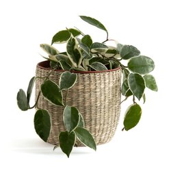 Mila 13cm Diameter Wicker Flower Pot LA REDOUTE INTERIEURS image