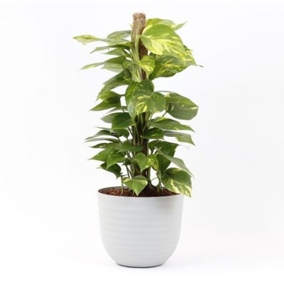 Planta Scindapsus aureum + vaso havana waves, da BIOMA BIOMA PLANTS