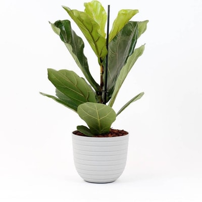 Planta Ficus lyrata + vaso havana horizon, da BIOMA BIOMA PLANTS
