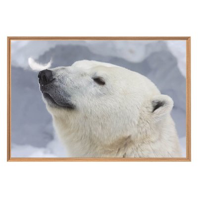 Tableau Mural Encadré Ours Blanc ANIMAUX CEANOTHE