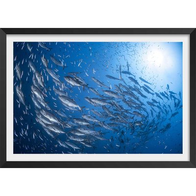 Affiche poisson Carangue HEXOA