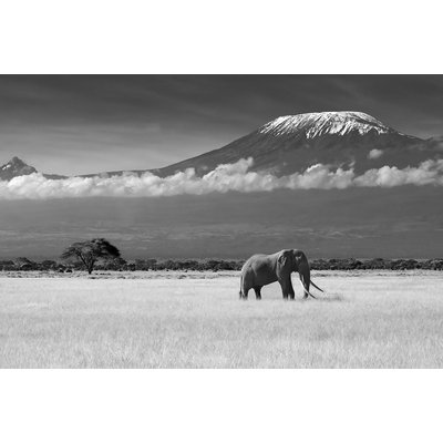Tableau elephant et kilimanjaro HEXOA