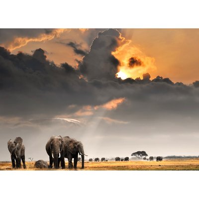 Tableau Mural Troupeau D'éléphants ANIMAUX CEANOTHE