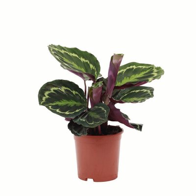 Planta Calathea Medallion, BIOMA BIOMA PLANTS