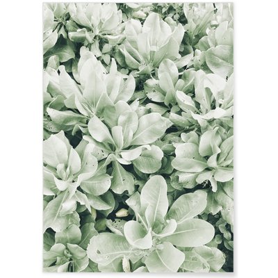 Poster nature Verte L'AFFICHERIE