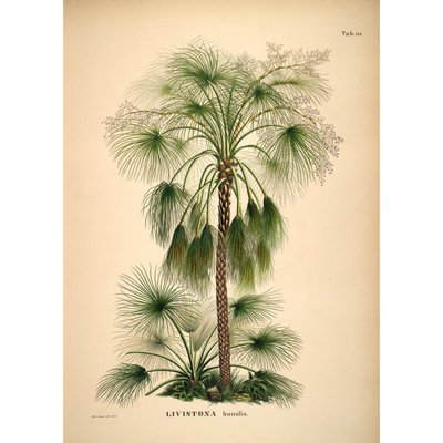 Poster ancien palmier  Livistona Humilis THE DYBDAHL CO